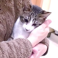 捨てられて『ケガをしていた子猫』を保護→つらい思いをしたはずなのに…猫が見せた行動に「涙が止まらない」「幸せになってほしい」と13万再生