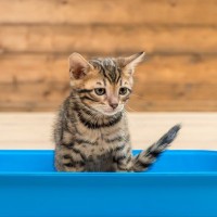 猫の『トイレトレーニング』を成功させるポイント3つ　失敗してしまう原因から正しい手順まで