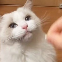 すんなりとお薬を飲んでくれた猫→思わずマネしたくなる『驚きの方法』がSNSで話題「えーすごい」「表情に笑っちゃった」と１万いいね