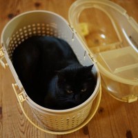 猫は『地震を予知』しているの？5つの不思議な行動や素早く反応する理由