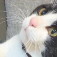 『ナデナデ』に満足がいかなかったネコ→次の瞬間…『悶絶級の行動』に「おねだりの仕方が罪すぎる」「むしろされたいｗ」と１万いいね