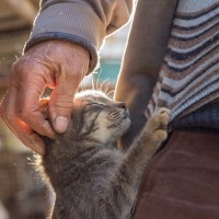 飼い主が『猫に育ててもらった』と感じる瞬間5選　愛猫との暮らしで起きる変化とは