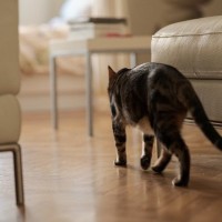 猫の『歩き方』に異常があるときの原因5つ　病気の可能性や確認すべきポイントを解説