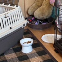 病院に連れていかれることを察知した猫→『ケージの中』を見ると…可愛すぎる行動に２万いいねの反響「気配消してて笑ったｗ」「賢いなぁｗ」