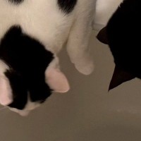 お湯の出る音が気になる『2匹の猫』→浴槽のフタの上で…思わず笑顔になる光景に4万7000いいね「押すなよ押すなよｗ」「ハラハラしたｗ」