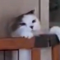 『柵を乗り越えようとする猫』を見守っていると…"猫らしからぬ光景"に16万いいねの反響「最後の様子に笑ったｗ」「電車で見てはダメだった」