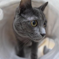 猫が『トンネル』に夢中になる理由3つ　本能が関係している？選ぶときのポイントまで