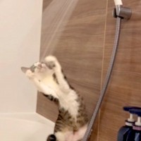 『濡れるのは嫌いなはずなのに…』シャワーが気になる様子のネコ→触りだしたと思ったら…『想定外の行動』が話題「賢い」「セルフシャワー」