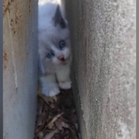 コンクリートの隙間にいた『やせ細った子猫』を保護→愛情を注いだ結果…劇的な"変化"に４万いいね「立派になってて涙」「別の猫みたい」