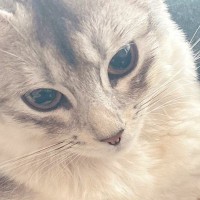 前足を伸ばしてくつろいでいた猫→『爪切り』を持ってきたら…賢すぎる行動に4万2000いいね「あまりにも天才」「笑っちゃった」