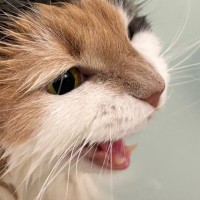 『お風呂』に入れられた猫→大きな声で鳴きだして…『猛抗議の様子』が可愛すぎると１万いいねの反響「嫌そうな顔がたまらないｗ」