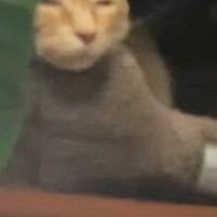 『降臨しかけてたｗｗ』窓辺のベッドでくつろいでいた猫を見たら…『まさかの表情』に爆笑の声続出「悟り開いてるｗ」「神の領域に至ってる」