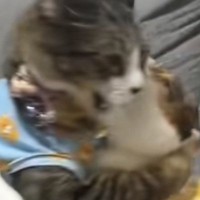 ソファの上で喧嘩し始めた２匹の猫→お腹に連続キックを食らって…予想外の『鳴き声』に１万いいね「おもちゃみたいｗ」「ビブラートｗ」
