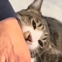 パパのことが大好きすぎるネコ…激しめの『愛情表現』が可愛すぎると110万再生「愛が溢れてるｗ」「好きな証拠だもんねｗ」と話題