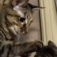 はじめましての『新入り子猫』に……先住猫が見せた『驚きの神対応』が39万再生「優しさがあふれてる」「仲良しになれそう」と感動の声