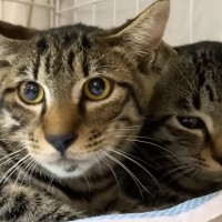 不安そうな表情をしていた『2匹の元野良猫』→保護から1週間が経つと…大きな変化に「顔が違ってビックリ」「甘えん坊になりそう」と話題