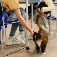 学校で働き、みんなに愛される猫が「誘拐」された！　地域が一丸となって捜索→無事に子どもたちの元へ戻る　米国