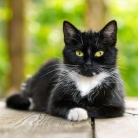 英国の外務省で活躍し「官邸猫Larry」のよきライバルだった白黒猫が、惜しまれつつ虹の橋を渡る　バミューダ諸島