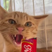 激しく威嚇する保護猫に『おやつ』を差し出してみると…まさかの展開が37万再生の反響「一瞬だけ考えてるｗ」「何度も見ちゃうｗ」と爆笑の声