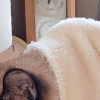 寒い冬、猫に『毛布』をかけてあげると…まるで人間のような『まさかの行動』に驚きの声「頭いいね」「わー器用！」と１万いいねの反響