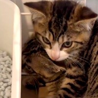 人間に怯え、隅で震えていた２匹の元野良猫→３ヶ月経つと…『まるで別猫のような変化』に反響「ずっと幸せに」「ほんとあなた達よかったね」