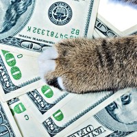 猫たちがもたらす経済効果『ネコノミクス』とは？すべての猫好きが関わる驚きの影響