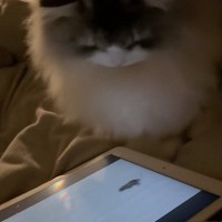 タブレットの画面を見つめる猫→『ネズミ』が出てきた次の瞬間…想像を超える"動き"が60万再生「ガチ勢すぎる」「必死で可愛いｗ」