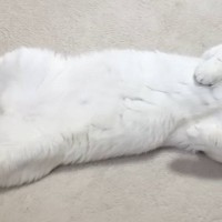 "へそ天"でくつろいでいた子猫→７年後…幸せを感じる『ビフォーアフター』に「たっぷり愛されたんだね」「福よかｗ」と笑顔になる人続出