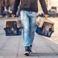 猫を連れて避難する『同行避難と同伴避難』の違いとは？災害に備えて知っておくべきこと3つ