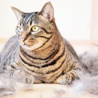 猫の抜け毛が増加する『換毛期』にすべき対策3つ　放置はNG？正しいケア方法まで