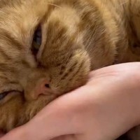 とっても『甘えん坊な猫』→飼い主さんの腕にしがみついて…幸せあふれる『尊い瞬間』に５万いいね「たまりませんなぁ」「すべてに癒された」