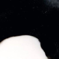 くつろいでいた黒猫→『乗っている場所』を見ると…まさかの光景に笑ってしまう人が続出「溶けてるｗ」「癖になる温かさｗ」と２万いいね