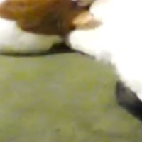 見守りカメラから『留守番中の2匹の猫』を見てみたら…あまりにも尊すぎる瞬間に1万9000いいね「帰りたくなっちゃうね」「泣けるほど可愛い」