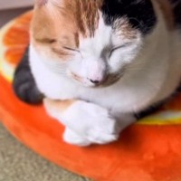 伏せの状態でくつろぐ猫→『おてて』を見ていると…驚きが隠せない『まさかの光景』が247万再生「アハ体験みたいｗ」「何度も見てしまった」