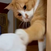目の前の『雪だるま』をパンチで壊した猫→修復した結果…笑ってしまう展開がSNSで反響「ノールックでｗ」「エイエイッｗ」と27万表示