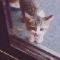突然玄関に現れて『鳴いていた子猫』→ご飯をあげてみると……『心温まる話』が77万再生「NNN絶対あると思う」「ありがとう」と反響