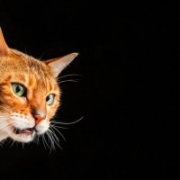 猫が思わず『変顔』になってしまうもの4選　クサいと感じているの？フレーメン反応を起こす理由も解説