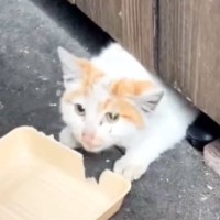 冬の寒い中、『床下で暮らしていた子猫』が保護された結果…現在の様子に感動の声続出「うるっときた」「まるで別猫のよう」と11万再生