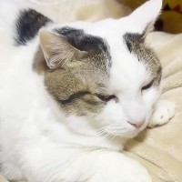 人間の家族が大好きなネコ→パパから娘、ママの元へ移動し…とにかく甘えん坊な『愛おしい行動』に「幸せやねぇ」「でっかい赤ちゃん」と絶賛