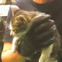 鉄工所にひとりぼっちで迷い込んだ子猫→４日間かけて保護した結果……『素敵な展開』が12万再生「もう、嬉し泣き」「幸せに暮らしてね」