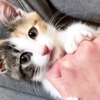 元気いっぱいに『暴れていた三毛子猫』が電池切れ→ベッドを見ると…可愛すぎる『寝相』に「1日の疲れが吹っ飛んだｗ」と癒される人続出