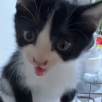 保護子猫がいる部屋のドアを開けると…次の瞬間→『熱烈なお出迎え』が可愛すぎると反響「帰るのが楽しみになるね」「うらやましい」