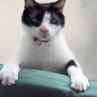 クッションと壁の隙間に挟まった猫→よじ登ろうとした結果…可愛すぎる展開に「ゆっくりいなくなったｗ」「予想以上で愛おしい」と反響