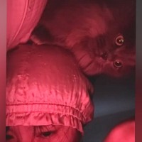 夜、寝ていると起こしにやってくる猫→一生懸命『前足』を使って…笑ってしまう光景が41万再生「おっきい赤ちゃんだｗ」「なかなかいい音ｗ」
