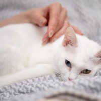 猫の『元気がない』ときに考えられる原因4つ　病院に連れて行くべき？判断の目安や対処法を解説
