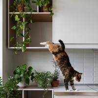 猫が『ジャンプに失敗』するときの理由5つ　注意したいトラブルやケガの予防策も