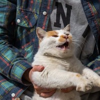 猫を『抱っこ嫌い』にさせる7つの理由　避けるべきNG行為から正しい方法まで解説