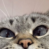 猫がおててにあごを乗せた結果→『口元』が……可愛すぎる"表情"に悶絶の声続出「たまらーーん」「最高だね」と１万いいねの反響