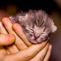 子猫の未来を守る『8週齢規制』とは？必要な理由と知っておきたい基礎知識2つ