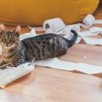 猫が『ティッシュ』に興味を示す理由3つ　イタズラの危険性から対処法まで解説